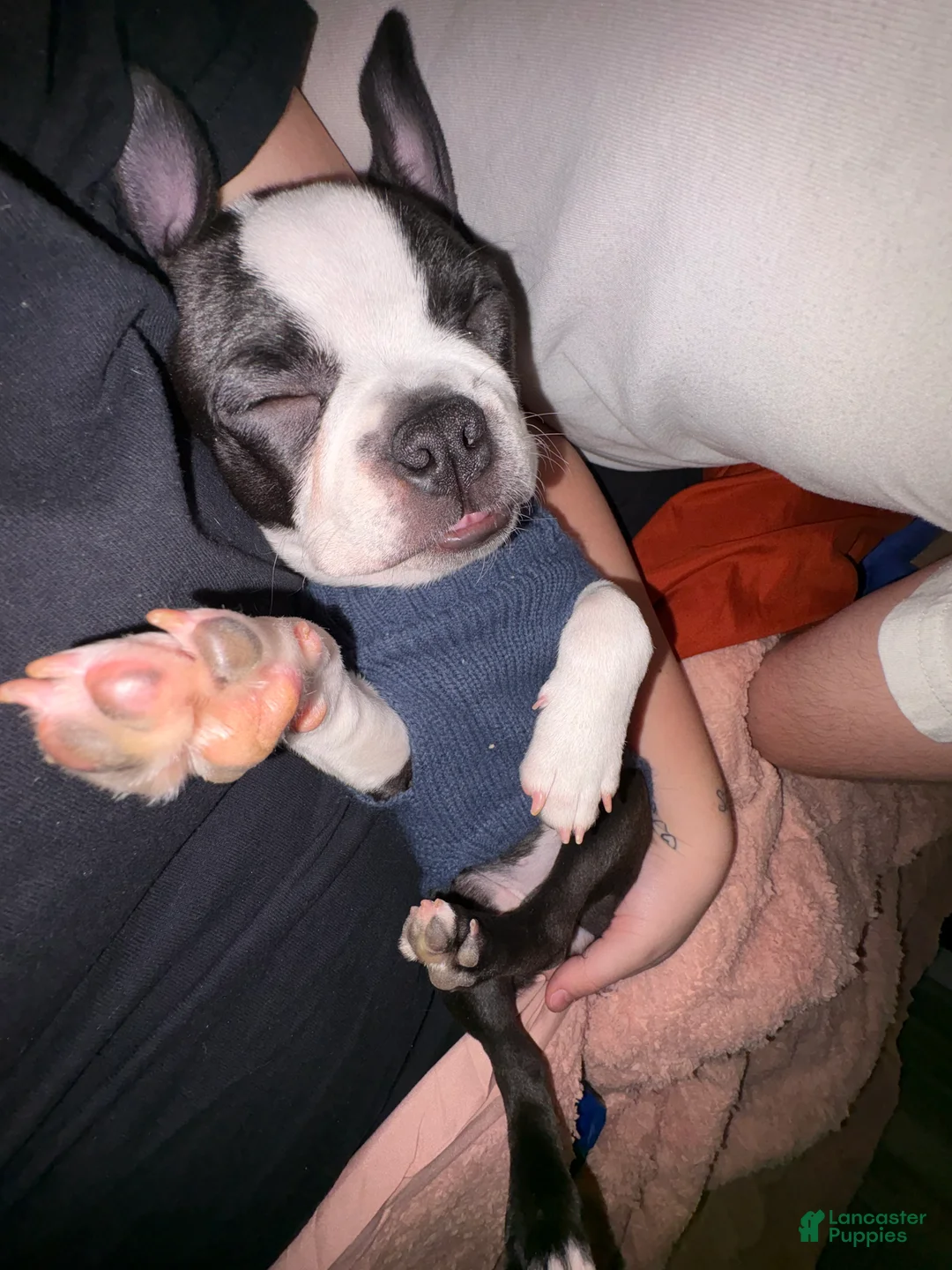 Boston Terrier dogs for sale: Boston Terrier Puppy 2 - Ad 2