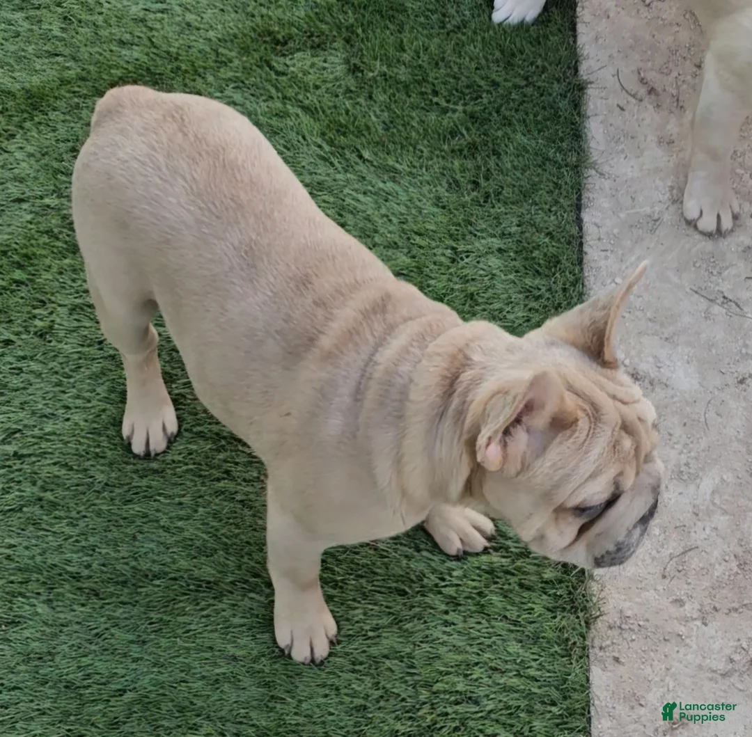 French Bulldog dogs for sale: French Bulldog Puppy 1 - Ad 10