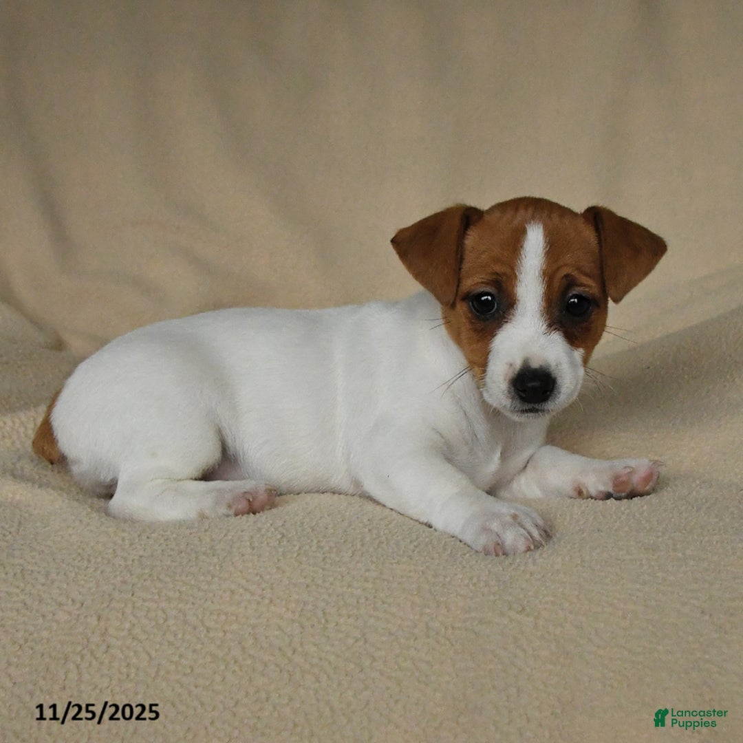 Jack Russell Terrier dogs for sale: Holly - Ad 2