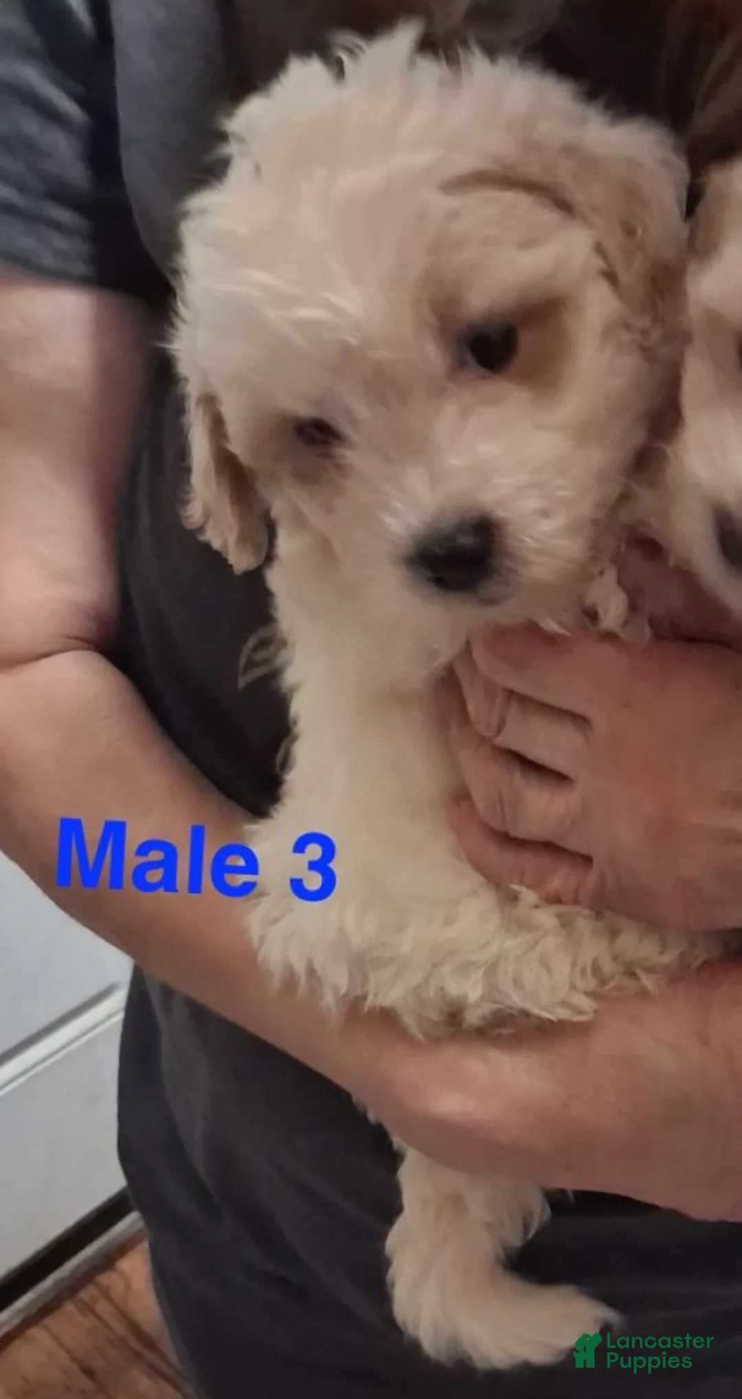 Shihpoo dogs for sale: Boy 3 - Ad 1