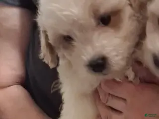 Shihpoo dogs Boy 3 - Ad 27