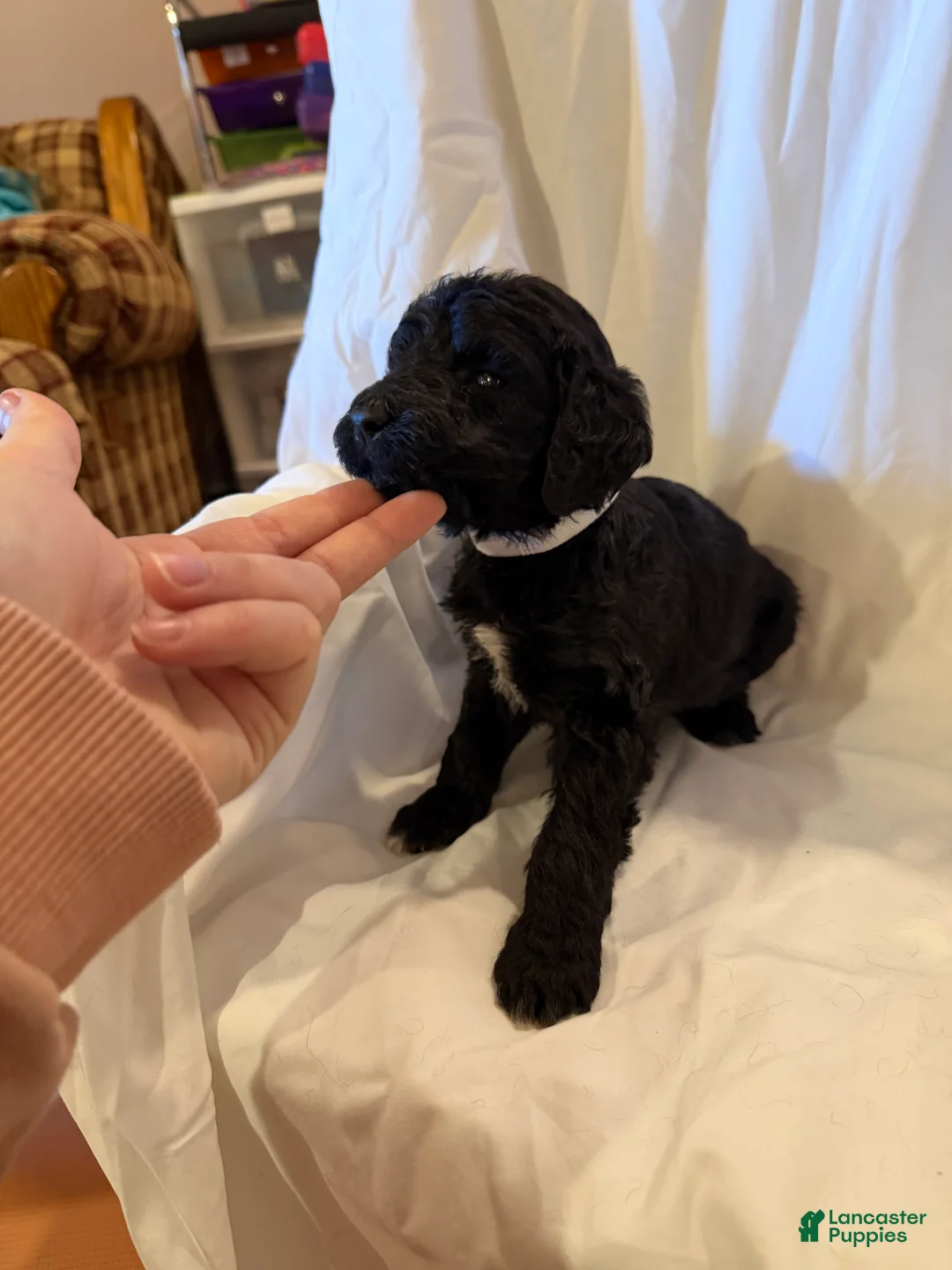 Labradoodle dogs for sale: Labradoodle White - Ad 1