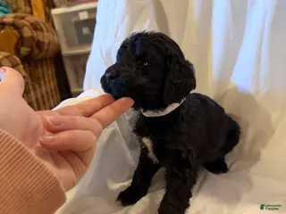 Labradoodle dogs Labradoodle White - Ad 34