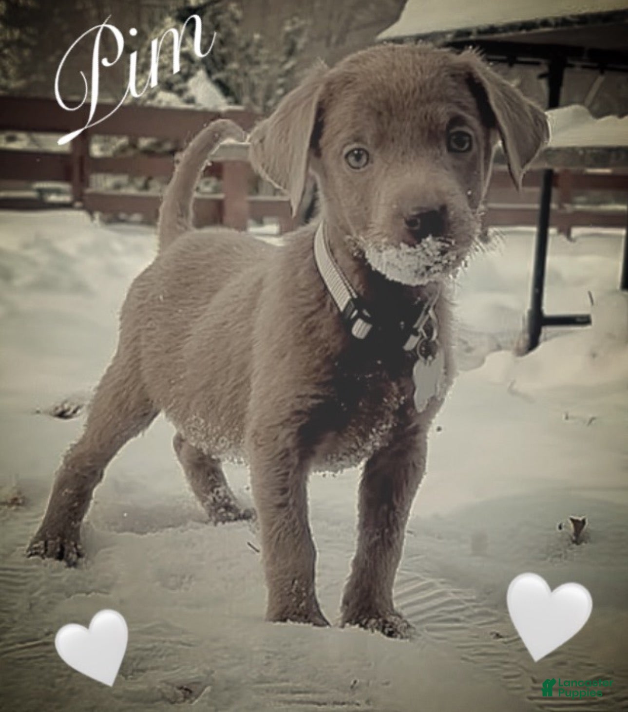 Labrador Retriever dogs Labrador Retriever Puppy 2 - Ad 18