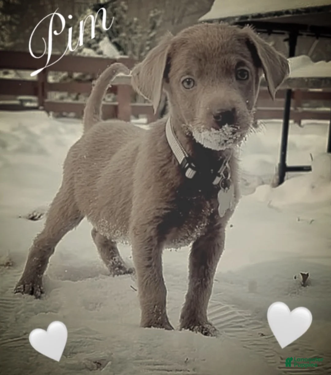 Labrador Retriever dogs for sale: Labrador Retriever Puppy 2 - Ad 1