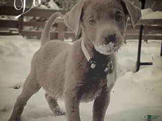 Labrador Retriever dogs Labrador Retriever Puppy 2 - Ad 18