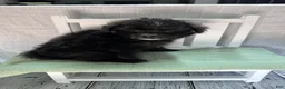 Pomapoo dogs for sale: Pomapoo 2 - Ad 3