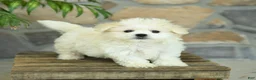 Teddy Bear dogs for sale: Takita - Ad 3