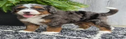 Mini Bernedoodle dogs for sale: Mini Jett - Ad 17