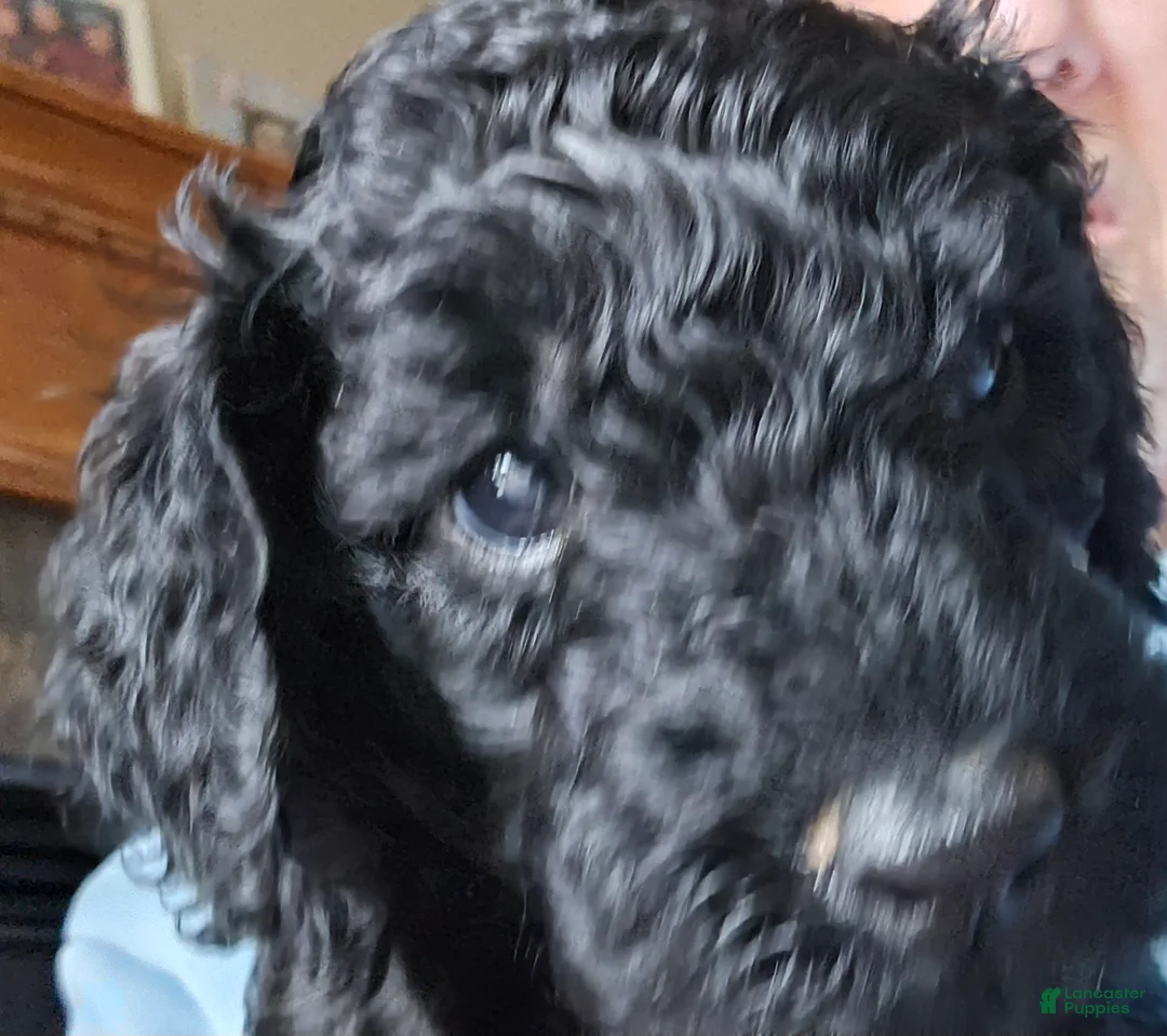 Goldendoodle dogs for sale: Goldendoodle Puppy 11 - Ad 1