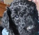 Goldendoodle Puppy 11