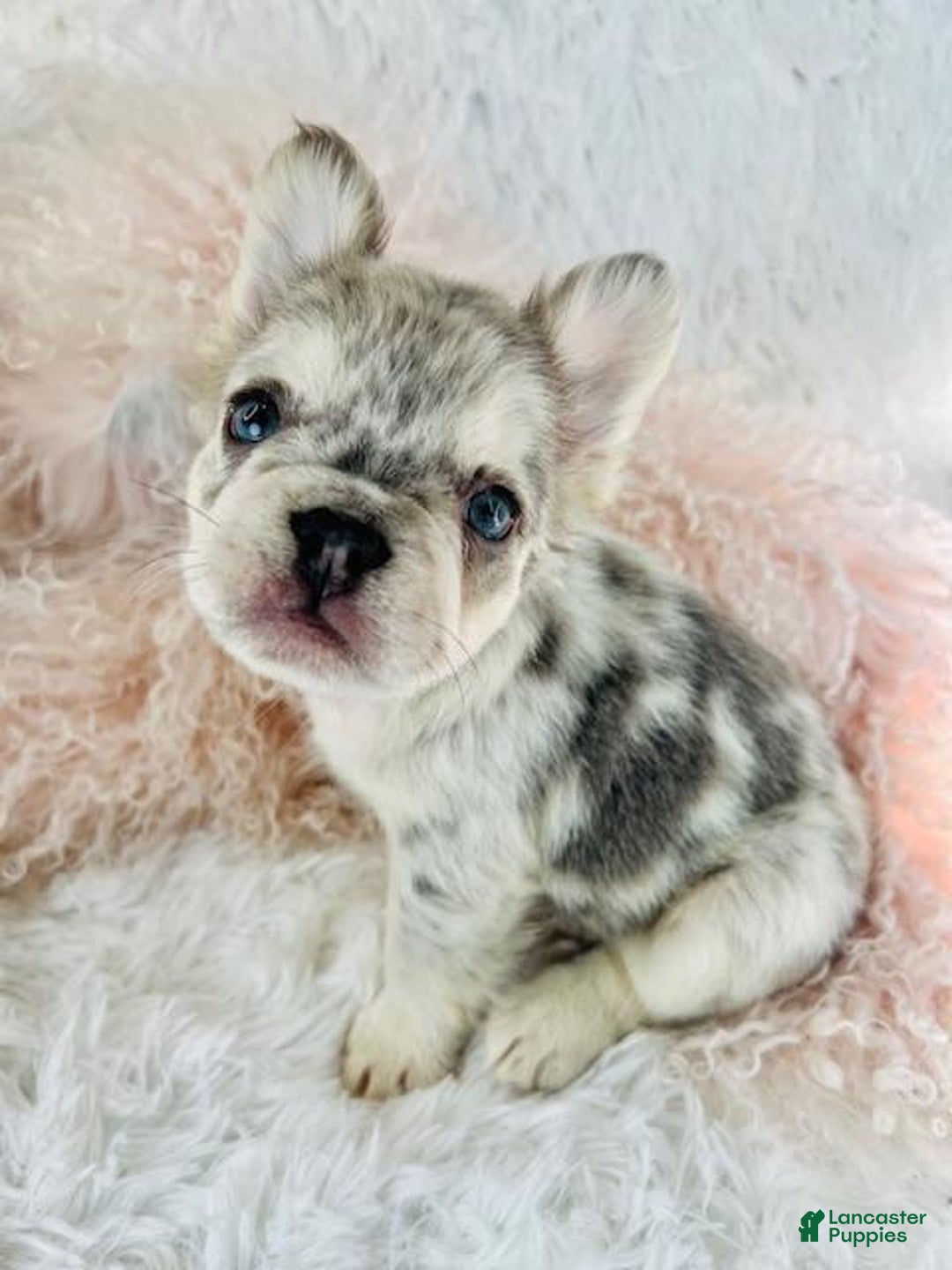 French Bulldog dogs for sale: French Bulldog Puppy 1 - Ad 1