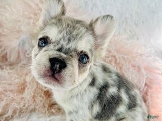 French Bulldog dogs French Bulldog Puppy 1 - Ad 20