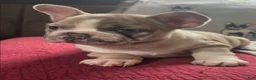 French Bulldog dogs for sale: French Bulldog 2 - Ad 6