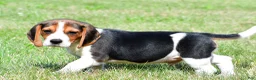 Beagle dogs for sale: Carson - Ad 12