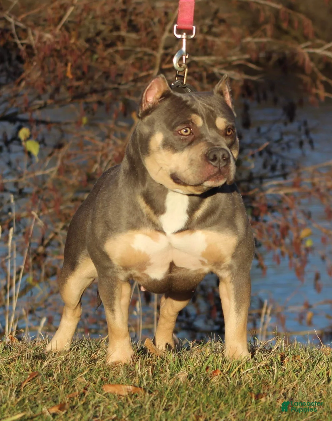 American Bully dogs for sale: Lilac Tri male  - Ad 3