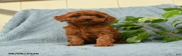 Cavapoo dogs for sale: Hector - Ad 1