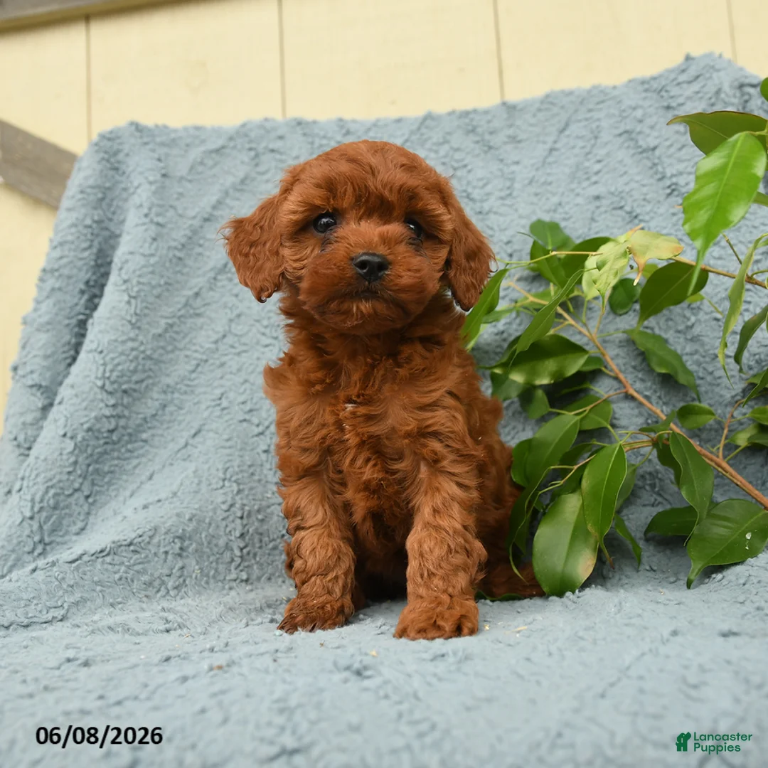 Cavapoo dogs for sale: Hector - Ad 1