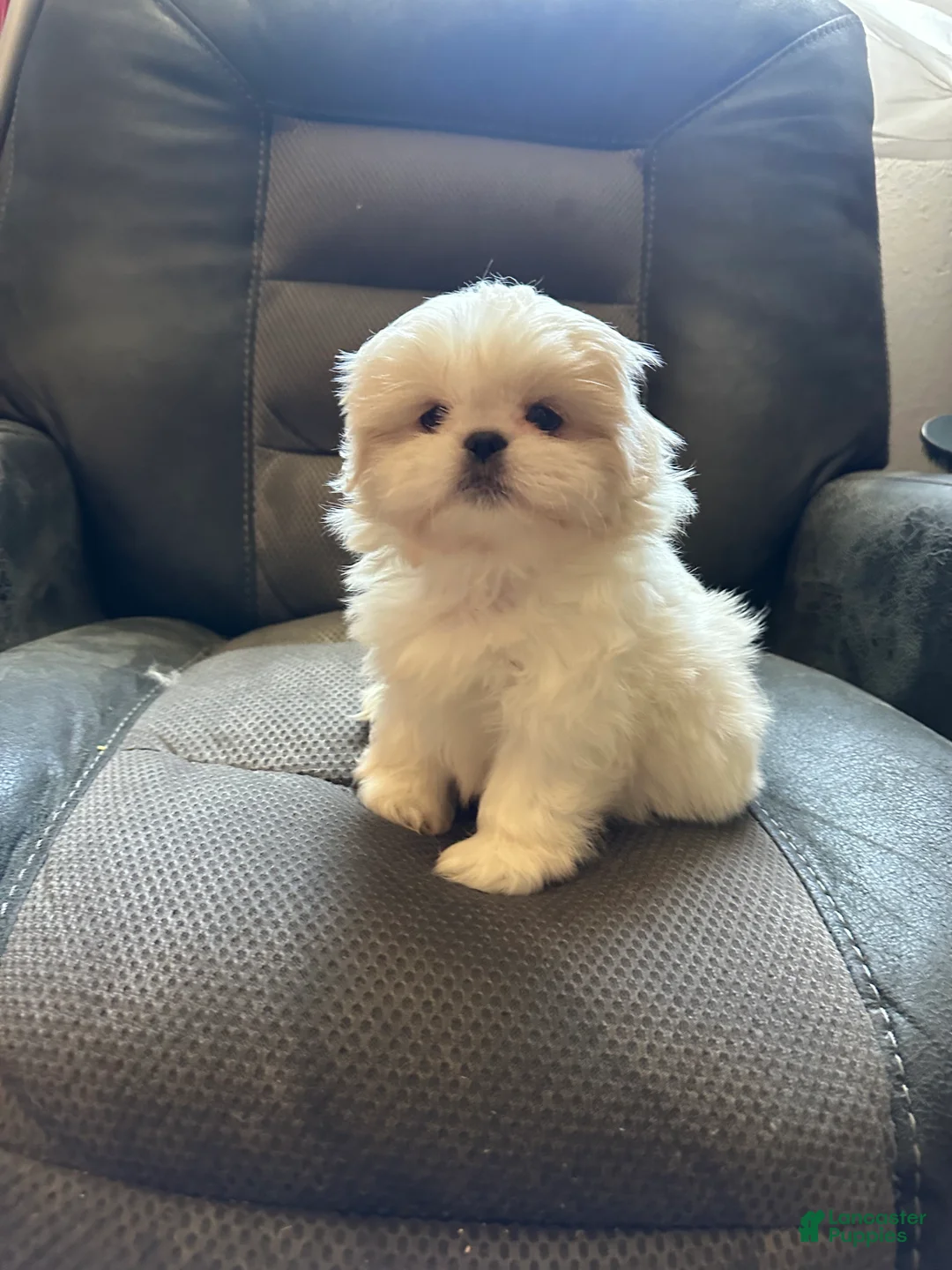 Mixed Breed dogs for sale: Peki-tzu aka pikachu pups female - Ad 1