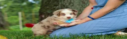 Miniature Australian Shepherd dogs for sale: Leo - Ad 4