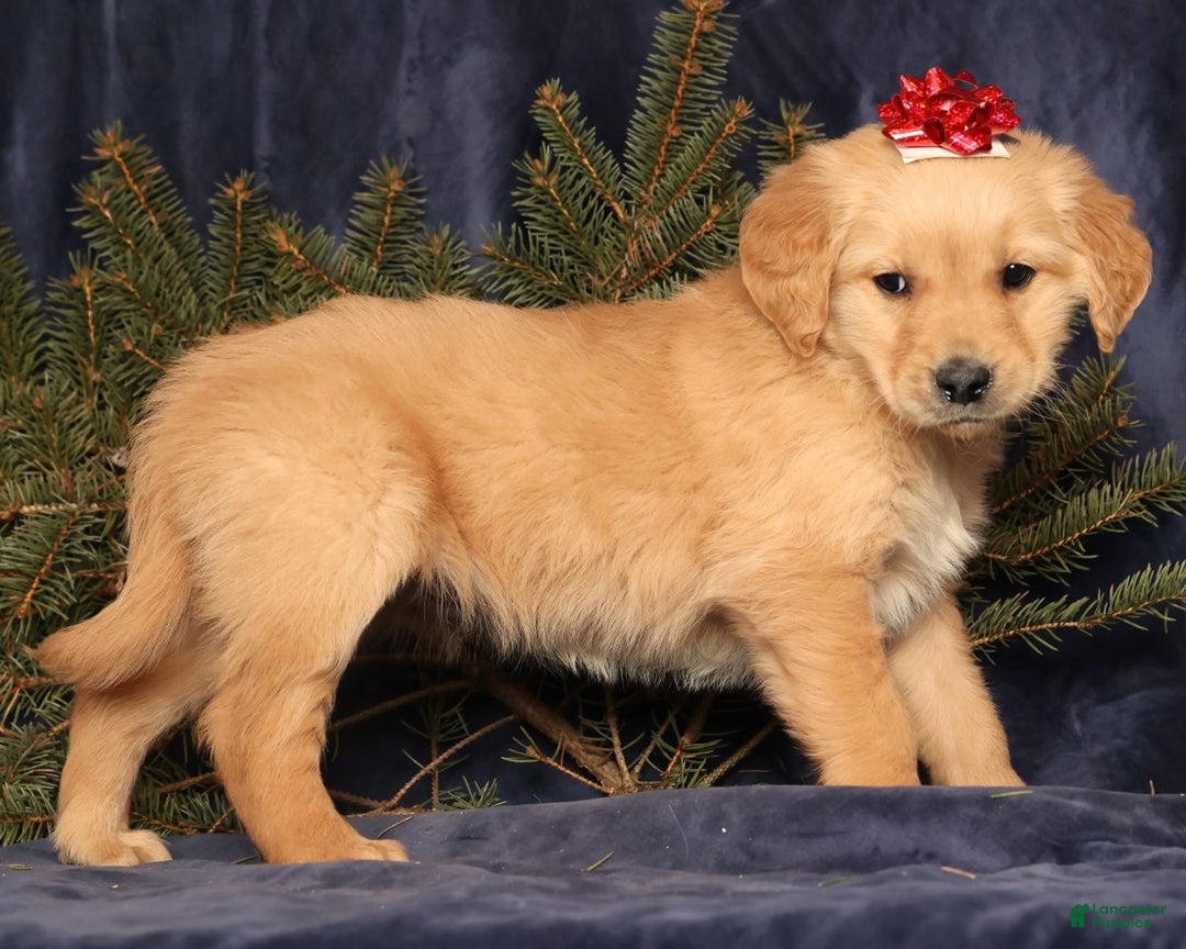 Golden Retriever dogs for sale: Daisy - Ad 5