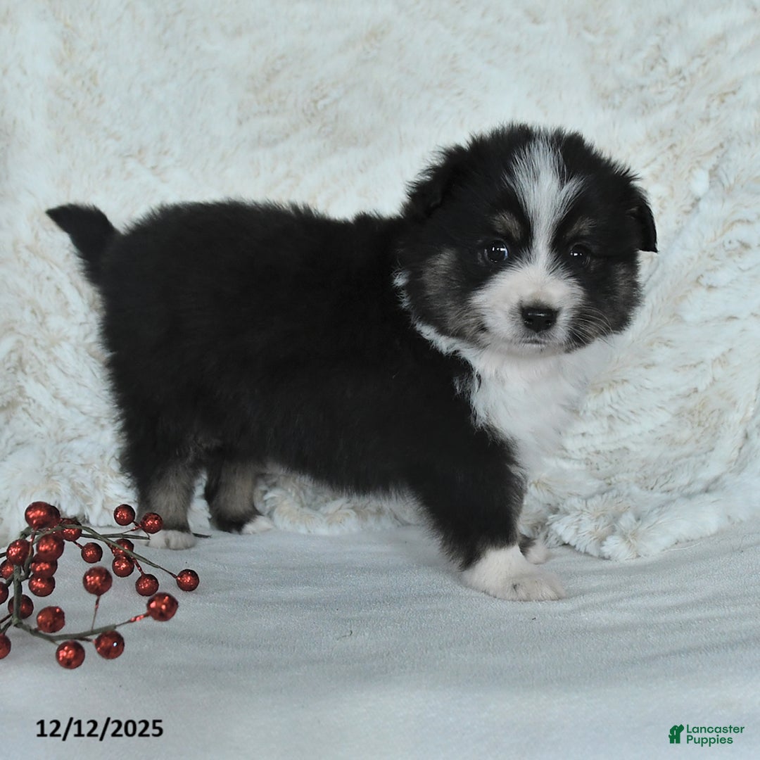 Australian Shepherd dogs for sale: Holly - Ad 2
