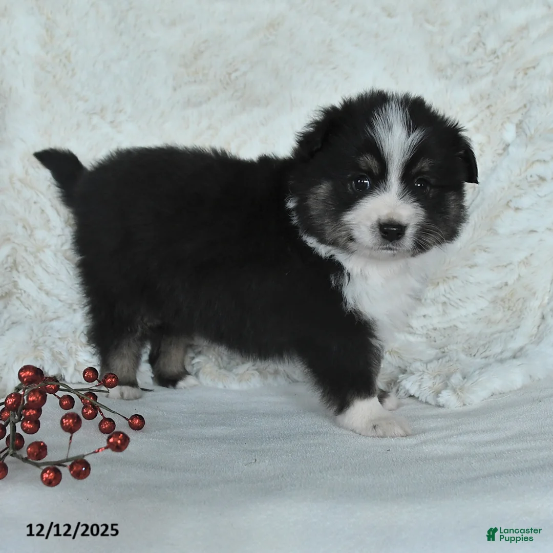 Miniature Australian Shepherd dogs for sale: Holly - Ad 3