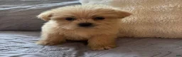 Shorkie dogs for sale: Mariah - Ad 3