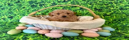 Mini Goldendoodle dogs for sale: Blue Collar  - Ad 5