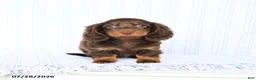 Miniature Dachshund dogs for sale: Blaine - Ad 4