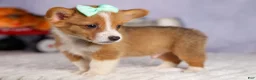 Welsh Corgi Pembroke dogs for sale: Bently💙 - Ad 11