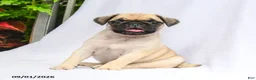 Pug dogs for sale: Parker - Ad 3