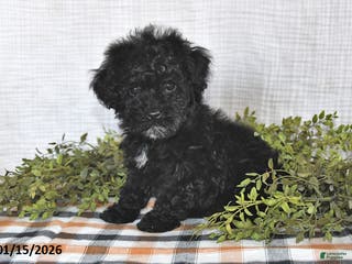 Havapoo dogs Shadow - Ad 22