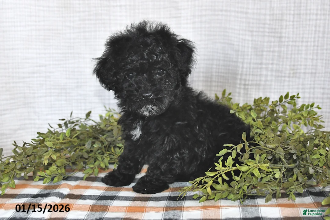 Havapoo dogs for sale: Shadow - Ad 1