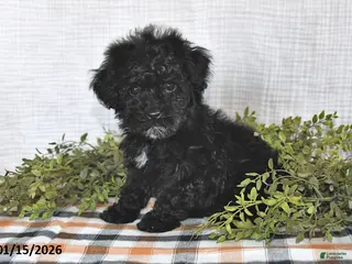 Havapoo dogs Shadow - Ad 24