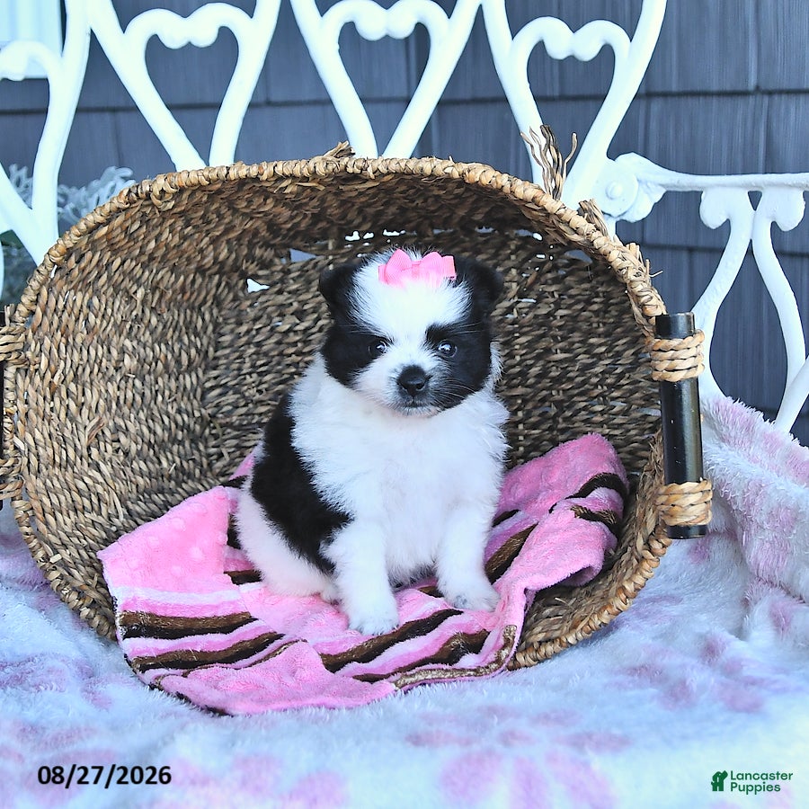 Pomeranian dogs Adora - Ad 2