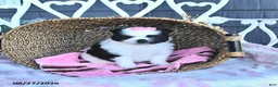 Pomeranian dogs for sale: Adora - Ad 2
