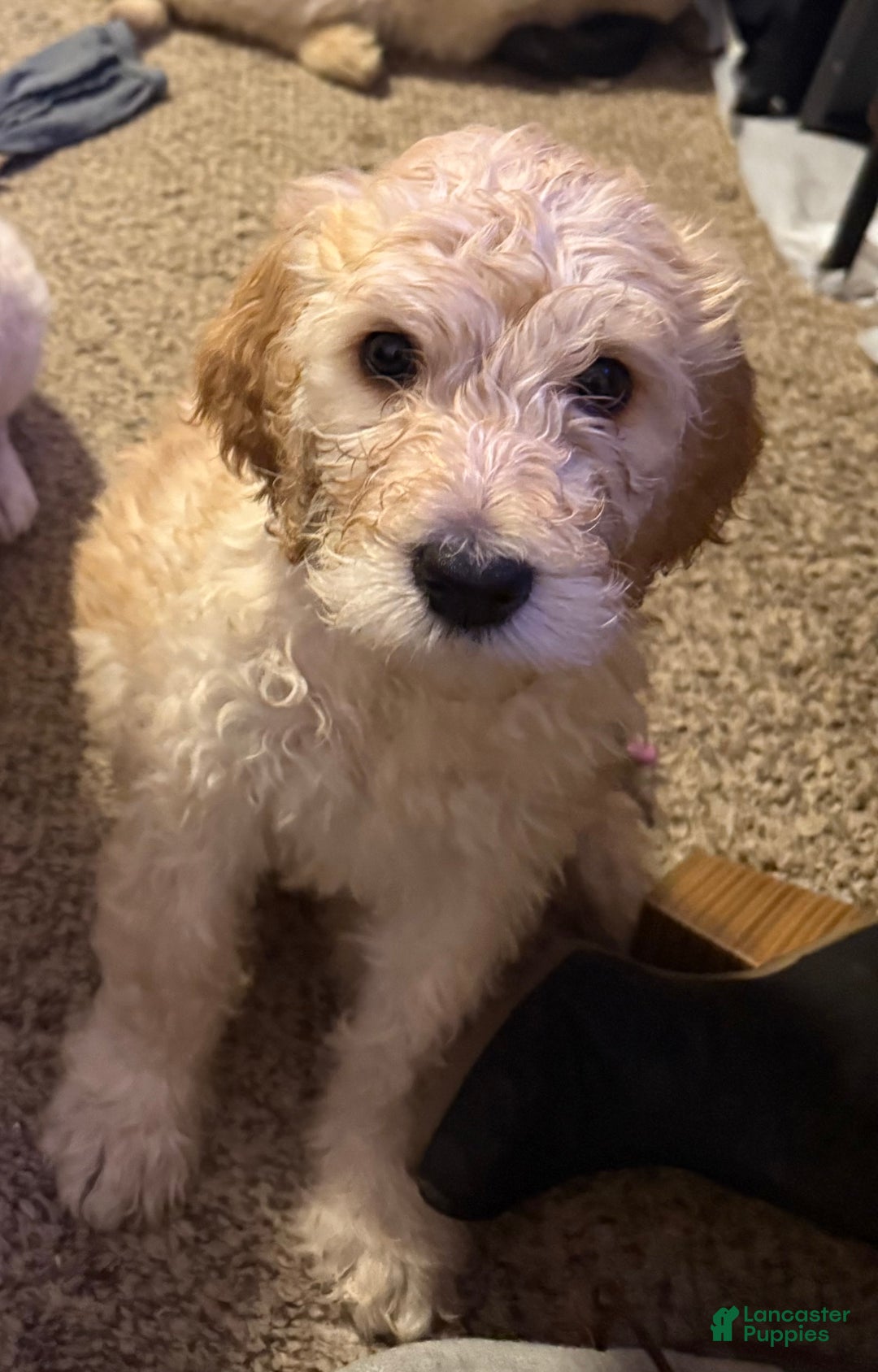 Goldendoodle dogs for sale: Goldendoodle Puppy 1 - Ad 9
