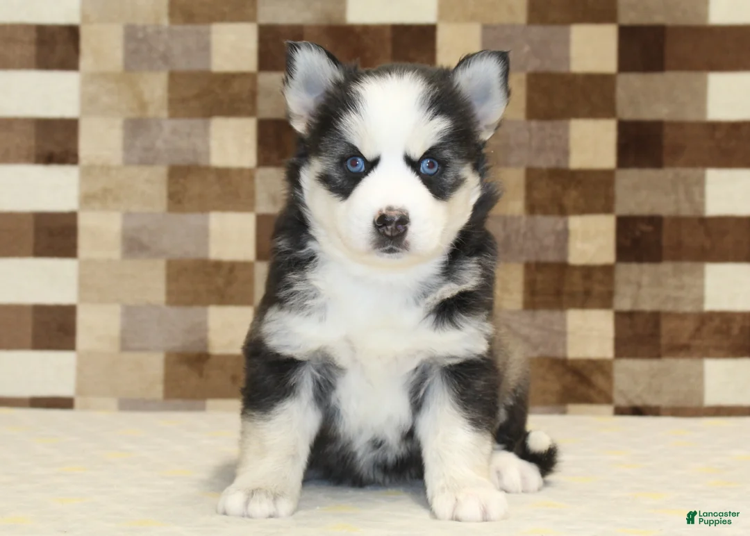 Pomsky dogs for sale: Bandit - Ad 8
