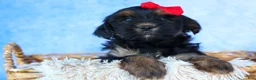 Shorkie dogs for sale: SAMMY - Ad 8