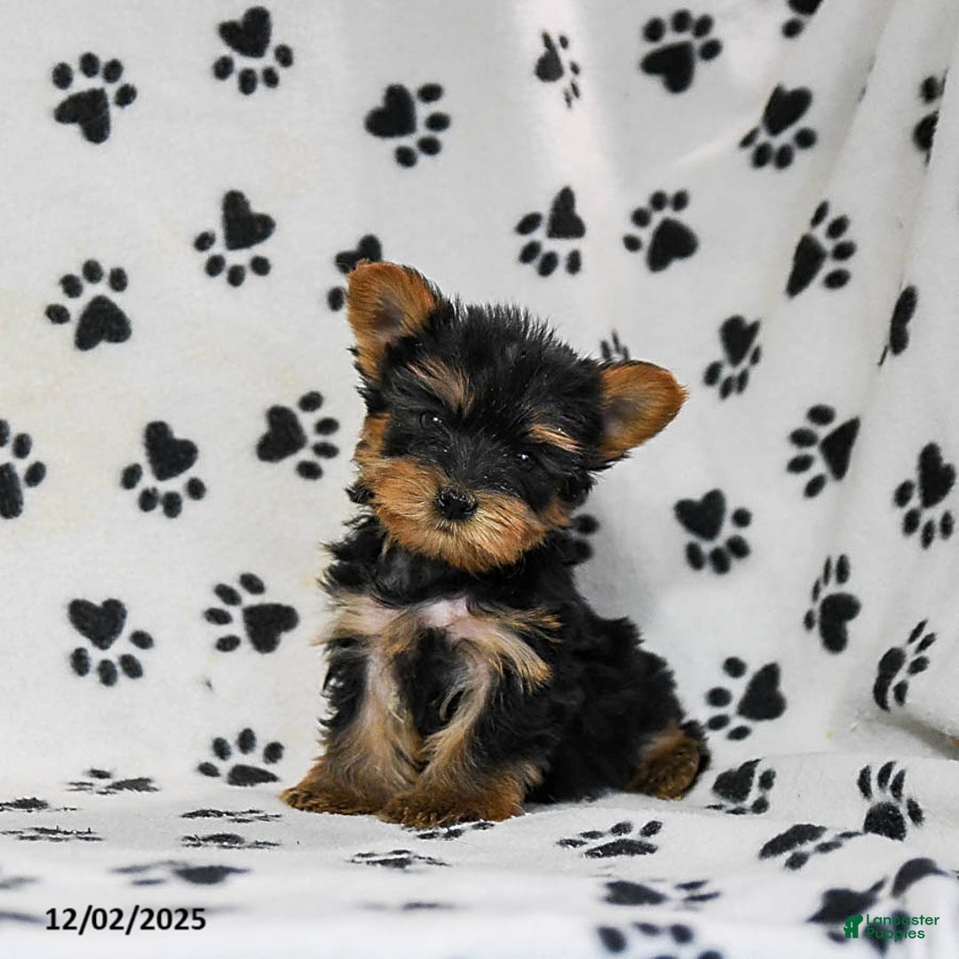 Yorkshire Terrier dogs for sale: Quinn - Ad 5