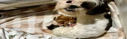 Shih Tzu dogs for sale: Cookie - Ad 5