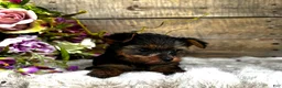 Yorkshire Terrier dogs for sale: Madeleine   - Ad 11