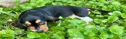 Basset Hound dogs for sale: Avery  - Ad 12