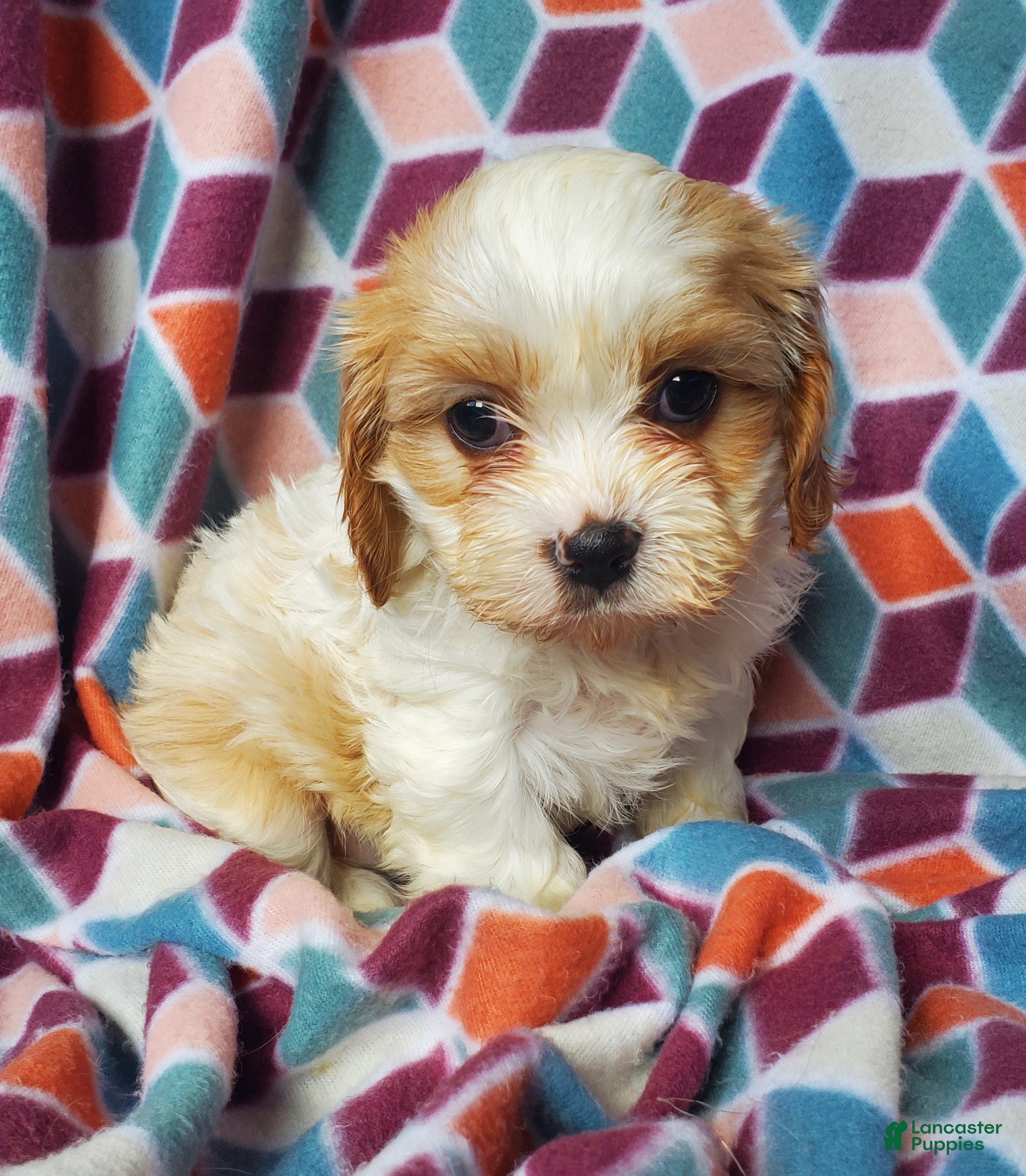 Cavachon dogs Lucy  - Ad 2