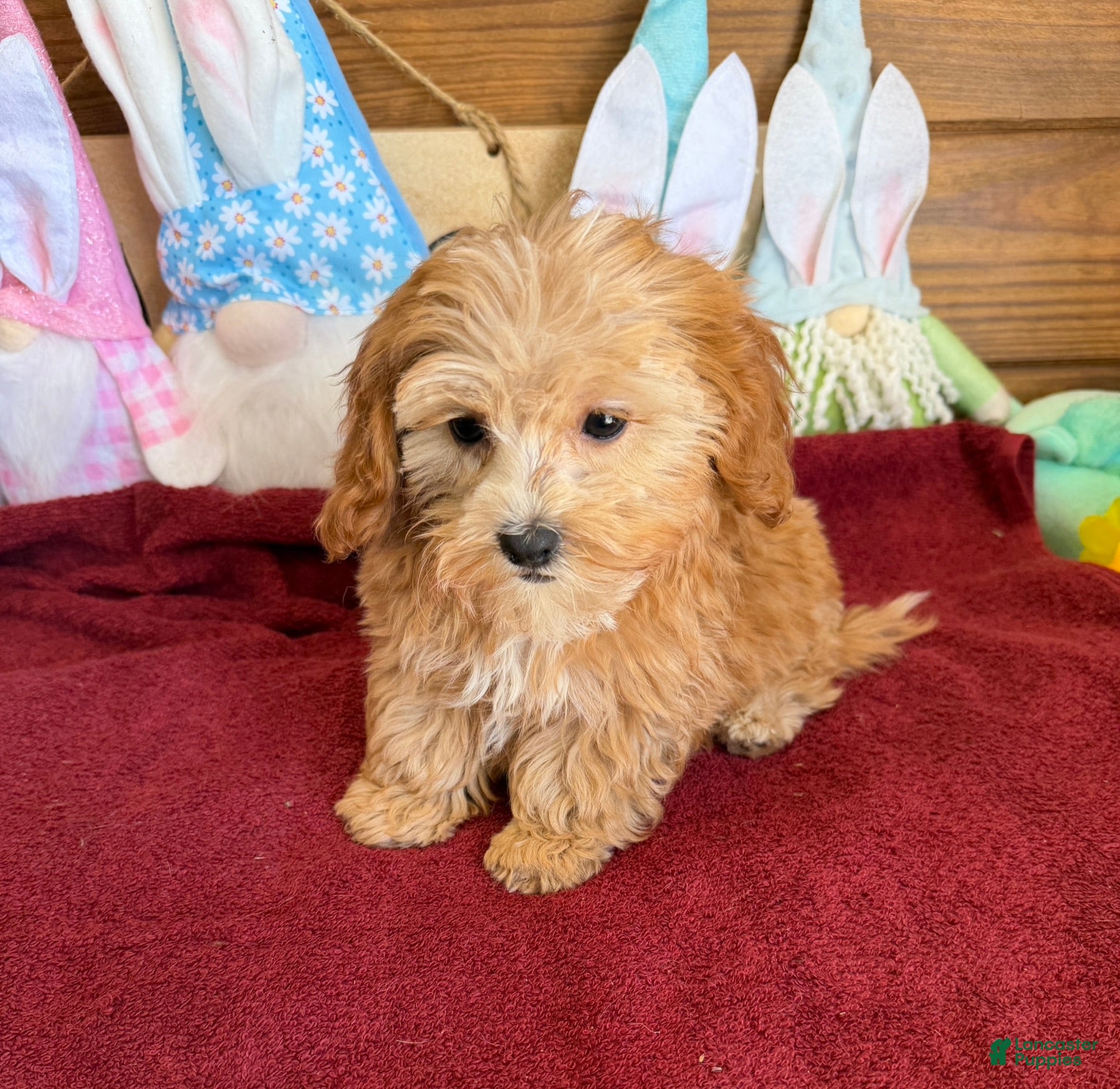 Cavapoo dogs Vinny - Ad 18