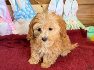 Cavapoo dogs Vinny - Ad 18
