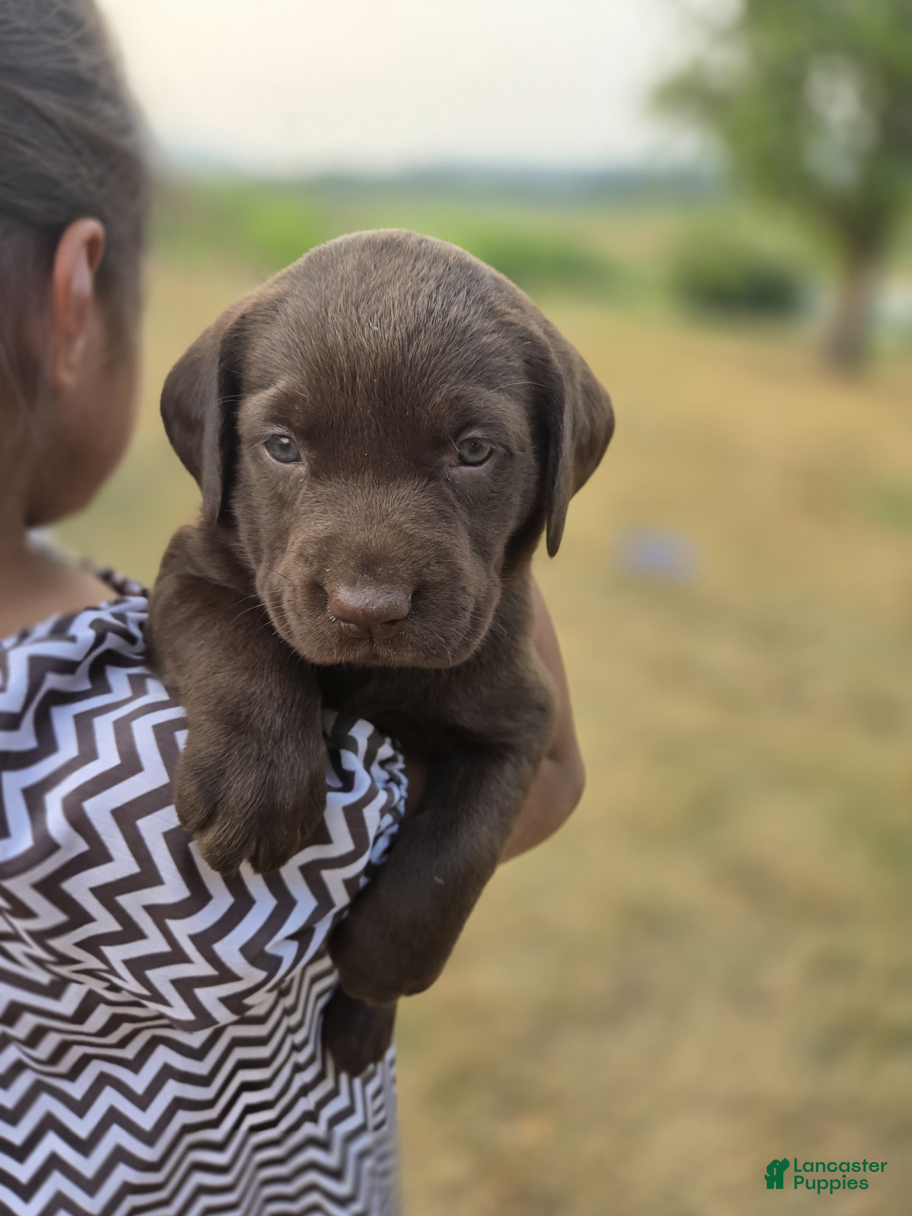 Labrador Retriever dogs Karry - Ad 1