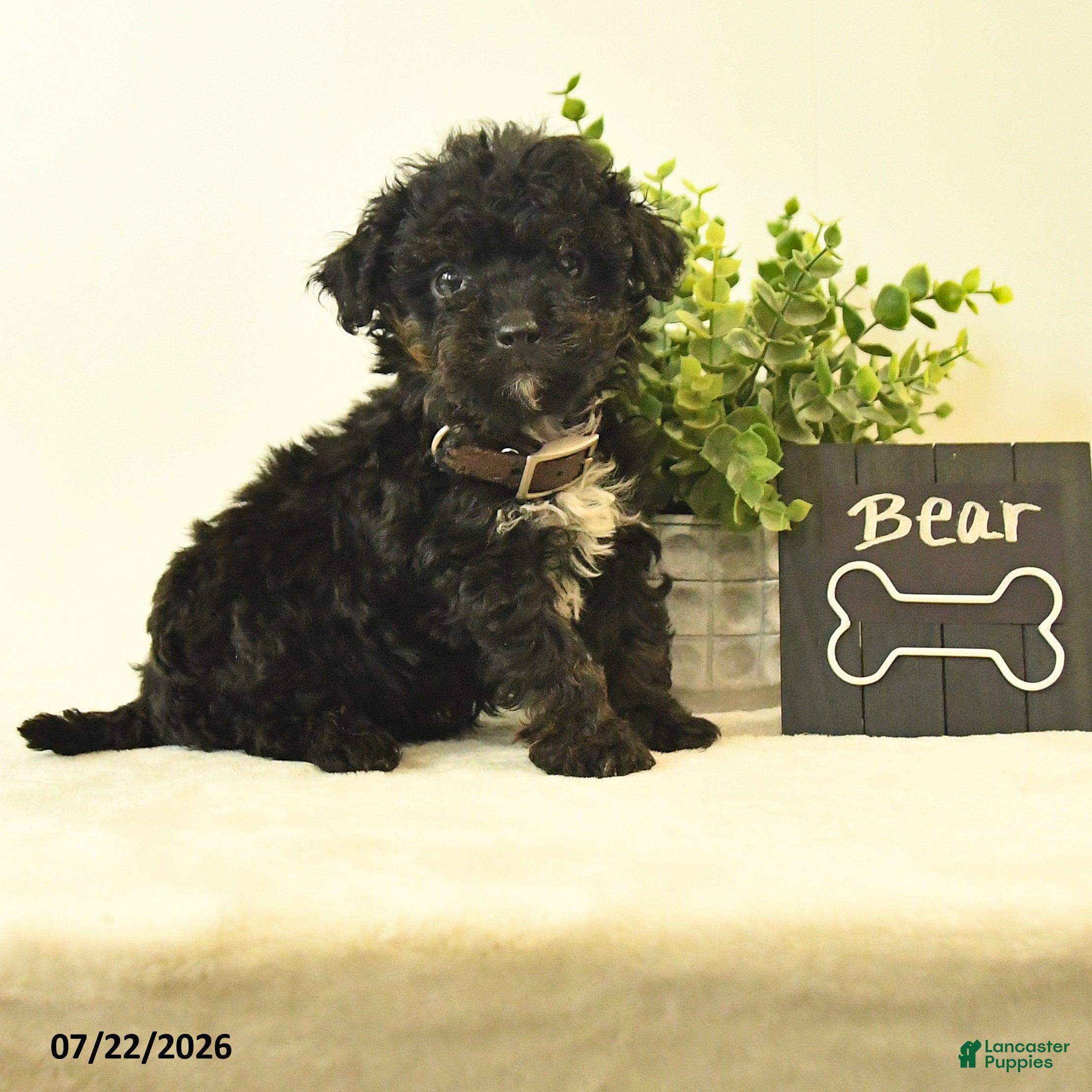 Havapoo dogs Bear - Ad 2