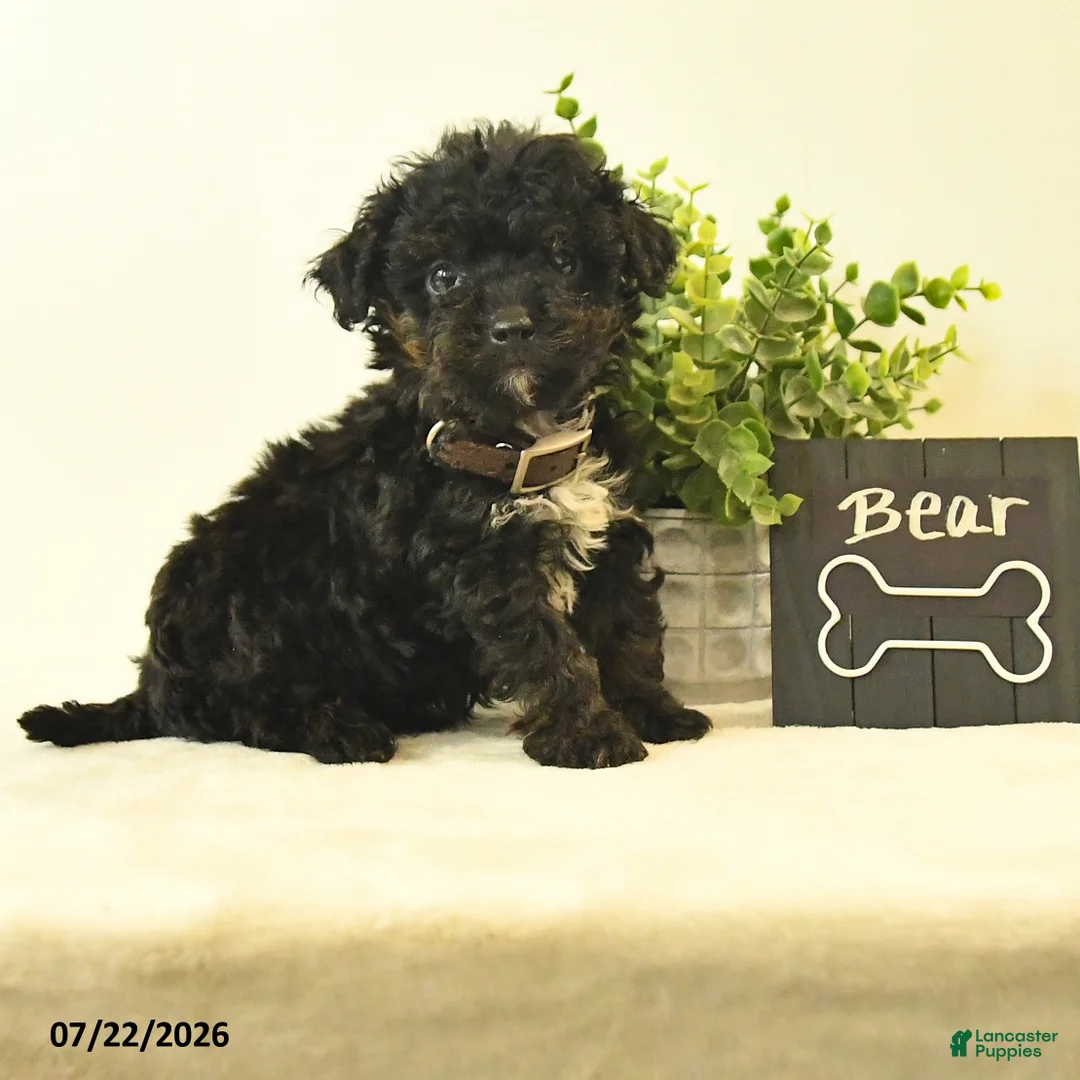 Havapoo dogs for sale: Bear - Ad 2
